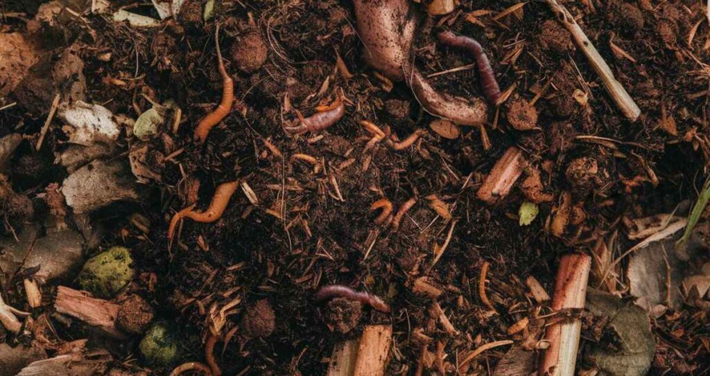 Compost Mulch